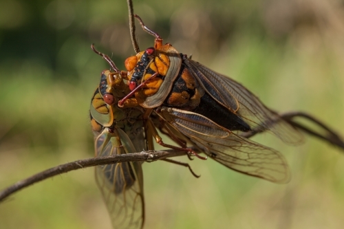 Masked Devil cicada (Cyclochila australasiae form spreta), Mt Victoria, Blue Mountains - Australian Stock Image