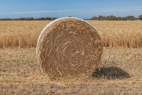 Mature wheat field with a round haybale in the harvested foreground