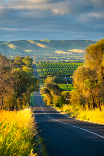Mclaren Vale in South Australia - Australian Stock Image