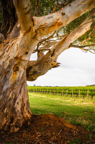 Mclaren Vale in South Australia - Australian Stock Image