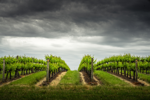 Mclaren Vale in South Australia - Australian Stock Image