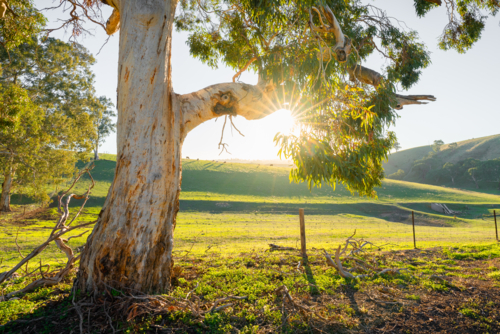 Mclaren Vale in South Australia sun flare through leaves of gum tree - Australian Stock Image