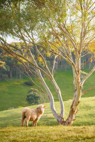 Mclaren Vale in South Australia with sheep beside tree - Australian Stock Image