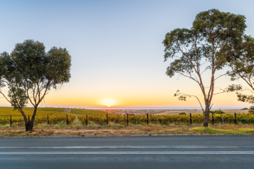 McLaren Vale vineyard viewed across the road at sunset, South Australia - Australian Stock Image