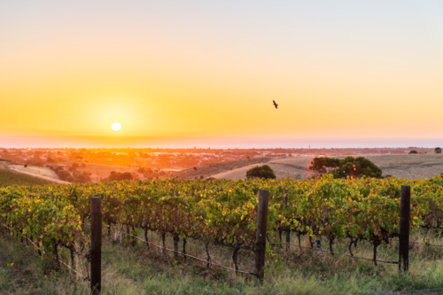 McLaren Vale wine region vineyards during golden sunset, South Australia - Australian Stock Image