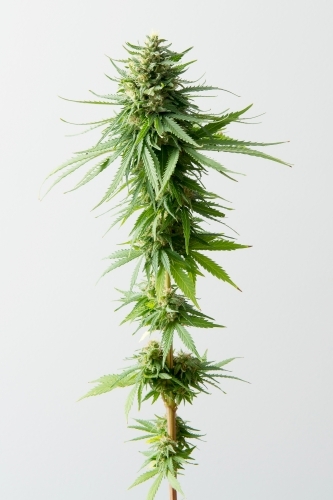 Medical cannabis on white - Australian Stock Image