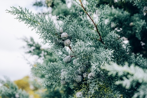 Mediterranean Cypress foliage and cones - Australian Stock Image