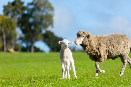 merino ewe and lamb in green pasture - Australian Stock Image