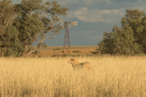 Merino ewe in a sea of grass in front of gum trees and abandoned windmill - Australian Stock Image