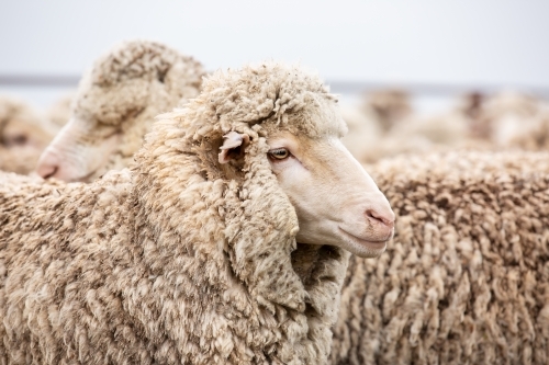 Merino ewe in the stockyards - Australian Stock Image