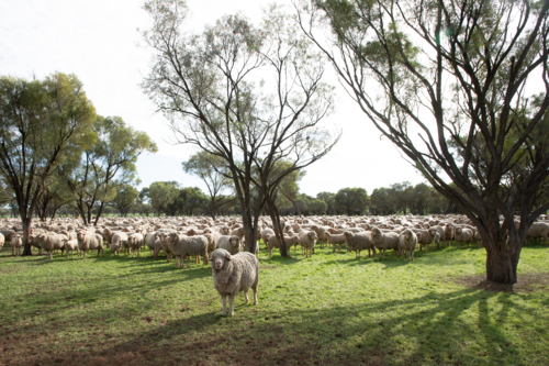 Merino ewe standing slightly in front of a large mob of sheep - Australian Stock Image