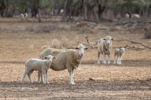 Merino Ewes and Lambs in drought - Australian Stock Image