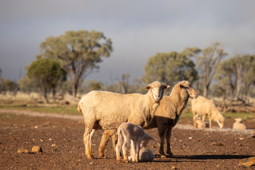 Merino ewes and lambs in front of ewe and lambs eating feed supplement - Australian Stock Image
