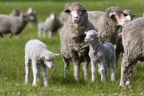 Merino ewes and lambs in green grass