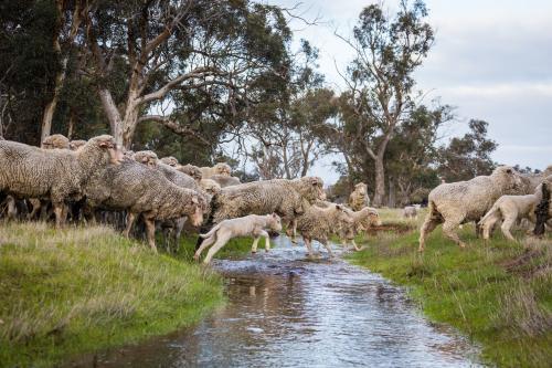 Merino ewes and lambs jumping across a creek - Australian Stock Image