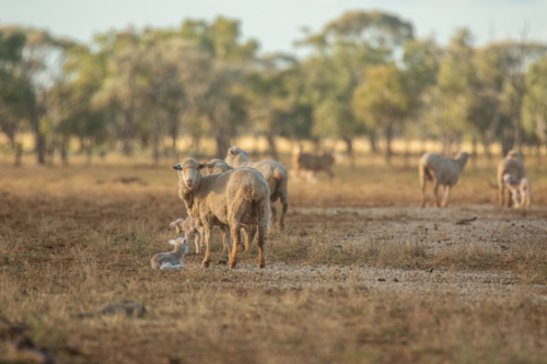 Merino ewes and lambs scattered along cottonseed on the ground - Australian Stock Image
