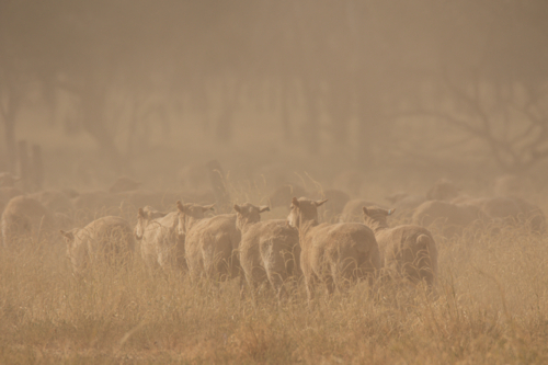 Merino ewes walking away in dry grass, with dust - Australian Stock Image
