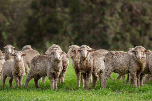 Merino lambs in a green paddock - Australian Stock Image