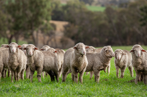 Merino lambs in an oats crop, Central Tablelands NSW - Australian Stock Image