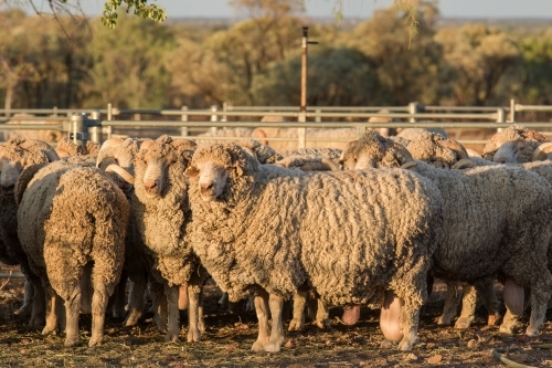 Merino Rams in a yard - Australian Stock Image