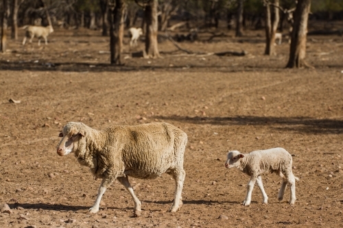 Merino sheep and lamb with sheep in background - Australian Stock Image