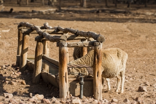 Merino sheep drinking from water trough - Australian Stock Image