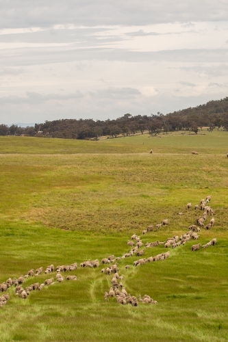 Merino sheep follow each other across a grassy paddock - Australian Stock Image