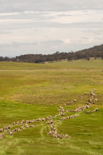 Merino sheep follow each other across a grassy paddock