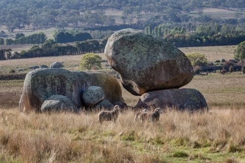 Merino sheep grazing in countryside with large granite boulders & trees