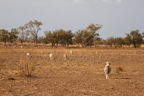 Merino sheep grazing in paddock - Australian Stock Image