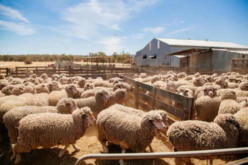 Merino sheep in yards - Australian Stock Image