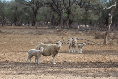 Merino sheep looking straight ahead with their lambs - Australian Stock Image