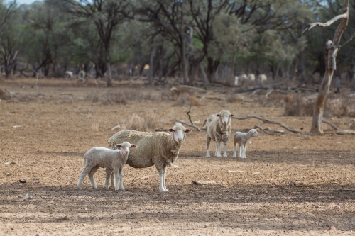 Merino sheep looking straight ahead with their lambs