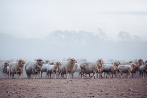 Merino sheep mob in rocky yard - Australian Stock Image