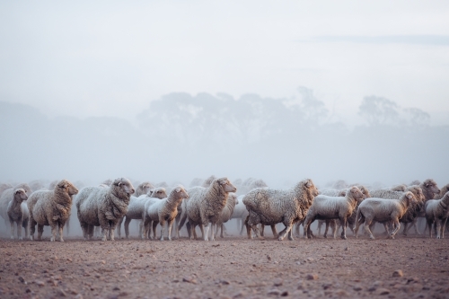 Merino sheep mob in rocky yard