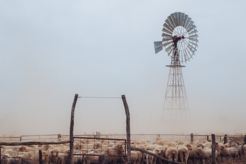 Merino sheep mob in yard in front of wind mill - Australian Stock Image