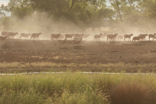 Merino sheep on a dam bank with some dust - Australian Stock Image