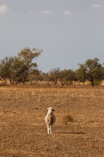 Merino sheep standing in a dry paddock - Australian Stock Image