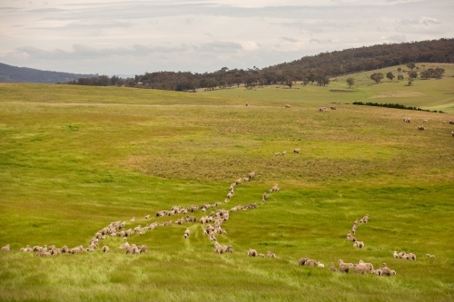 Merino sheep walk across a paddock