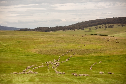 Merino sheep walking across a grassy paddock