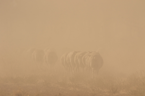 Merino sheep walking away in dust - Australian Stock Image