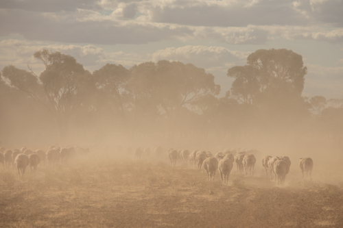 Merino sheep walking away in native pasture - Australian Stock Image