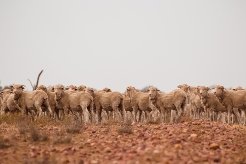 Merino sheep walking in dry paddock - Australian Stock Image