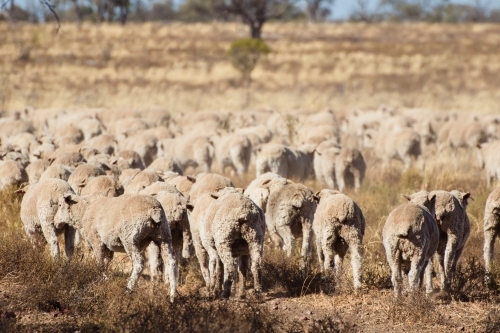 Merino sheep walking in dry paddock - Australian Stock Image