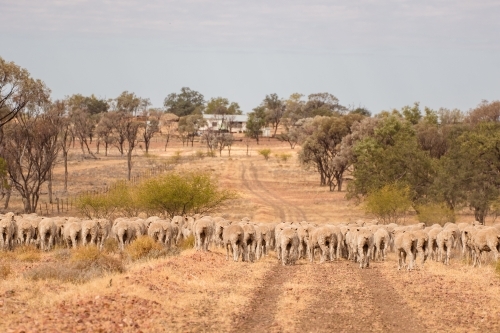 Merino sheep walking in dry paddock - Australian Stock Image