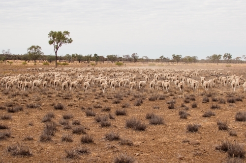 Merino sheep walking in dry paddock - Australian Stock Image