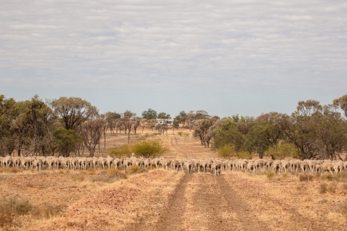 Merino sheep walking in dry paddock - Australian Stock Image
