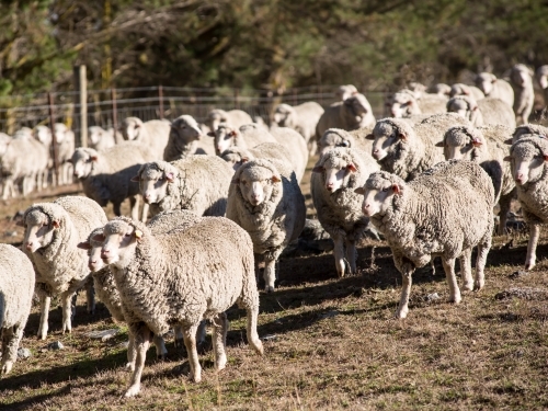 Merino sheep walking on a paddock. - Australian Stock Image