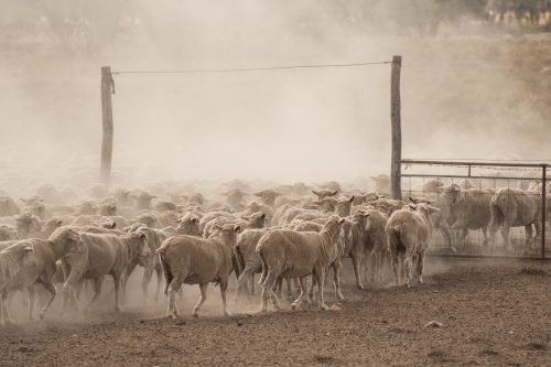 Merino sheep walking through a gate - Australian Stock Image