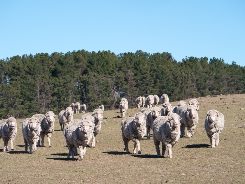 Merino sheep walking towards the camera across a bare paddock